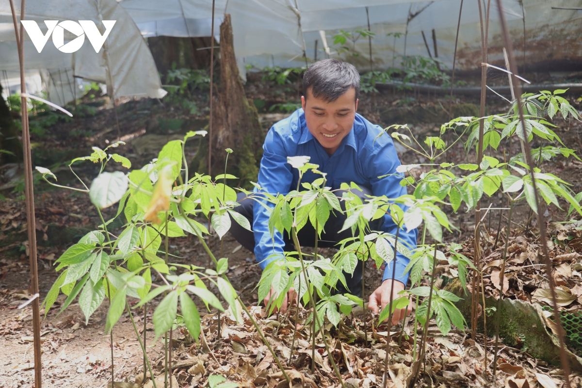 ho tro giong cay sam ngoc linh giup thanh nien quang ngai khoi nghiep hinh anh 3