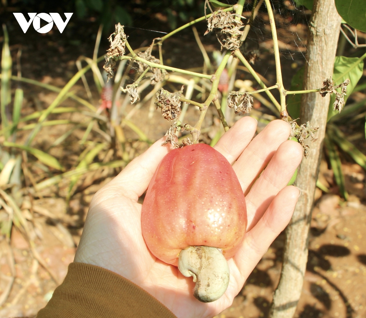 gia hat dieu tang nhung nong dan gia lai chua huong loi vi mat mua hinh anh 2