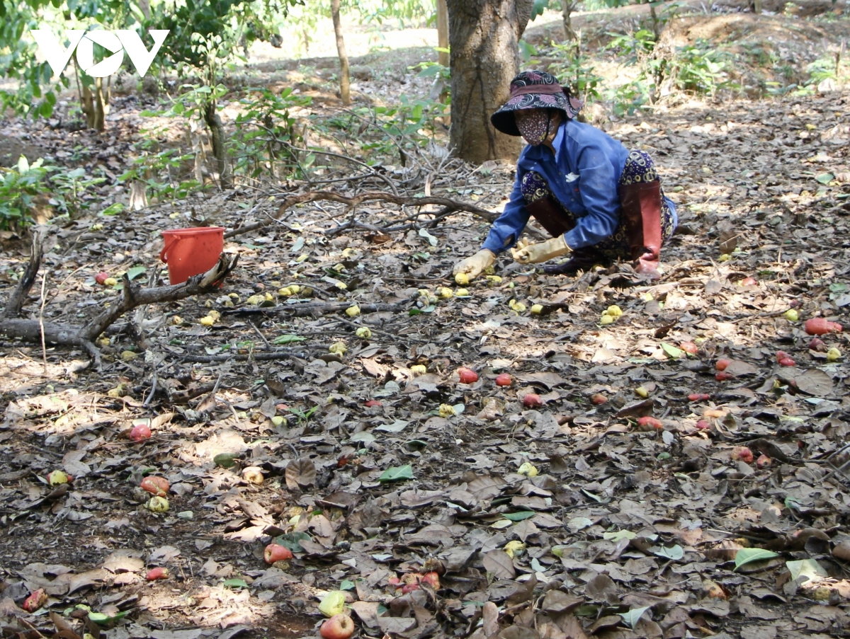 gia hat dieu tang nhung nong dan gia lai chua huong loi vi mat mua hinh anh 1