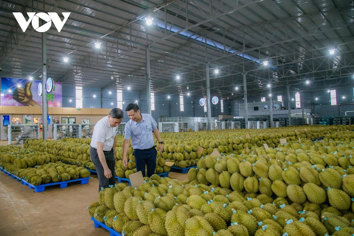 Dak lak ban hanh quy che quan ly hoat dong nganh hang ty do sau rieng hinh anh 1