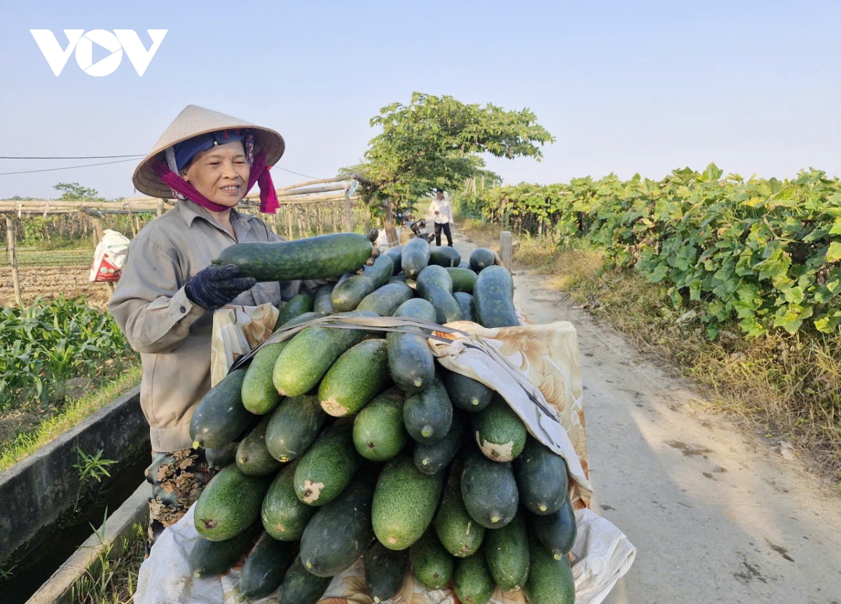bi dao xanh rot gia, nong dan vung ven Da nang gap kho khan hinh anh 2
