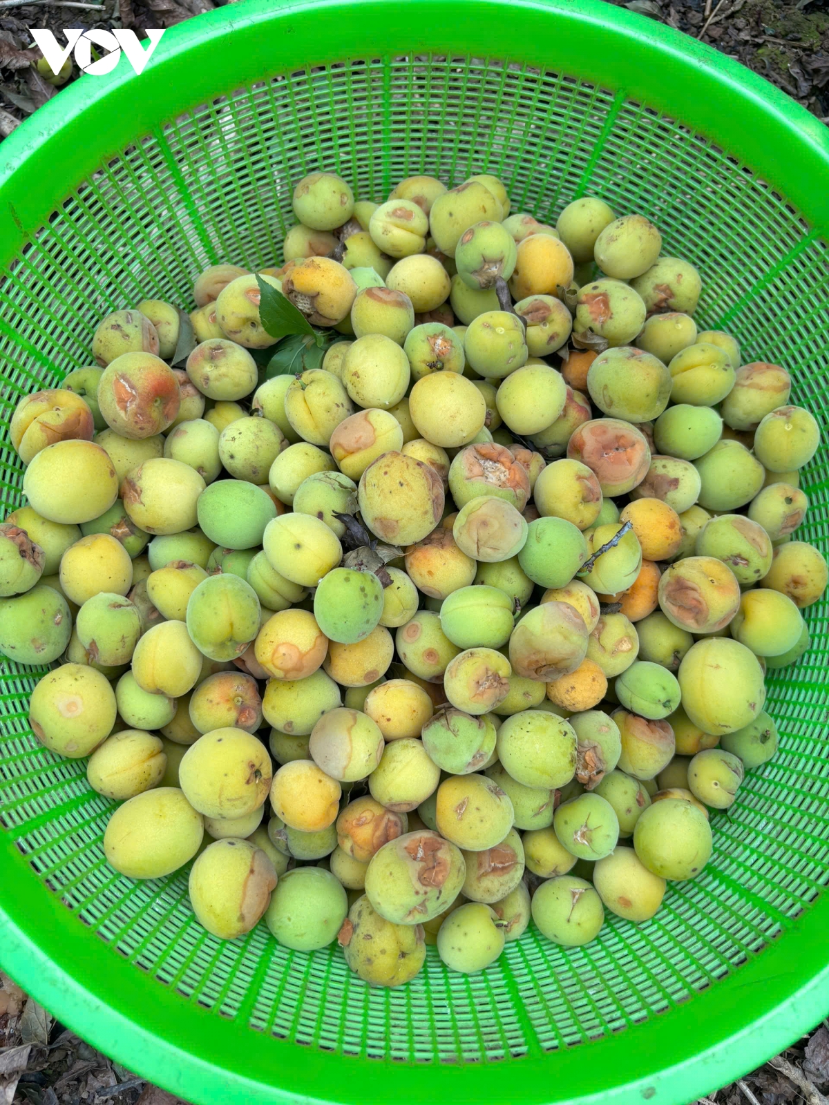 hang tram tan mo rung do mua da, ho tro nguoi dan chieng an gom nhat qua roi hinh anh 2