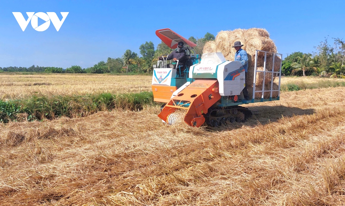 nong dan bo thoi quen dot dong de trong lua chat luong cao hinh anh 2