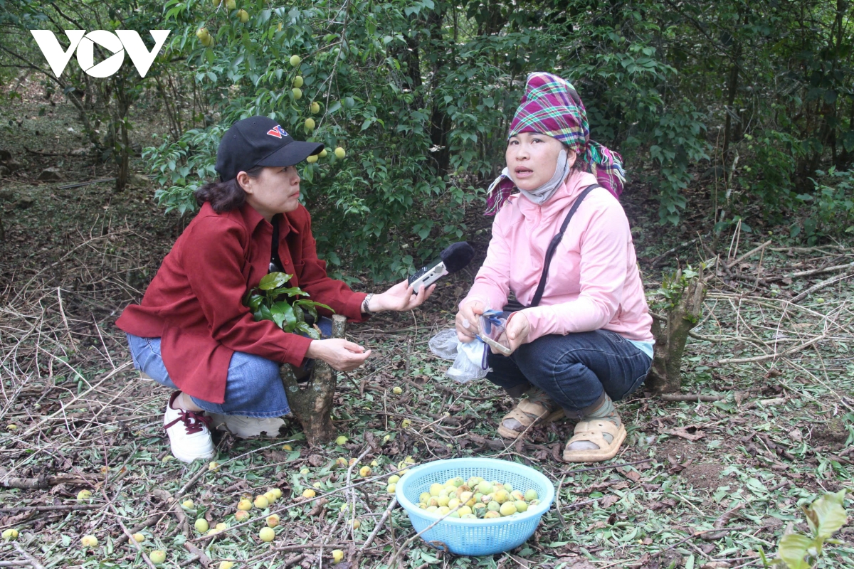 hang tram tan mo rung do mua da, ho tro nguoi dan chieng an gom nhat qua roi hinh anh 3