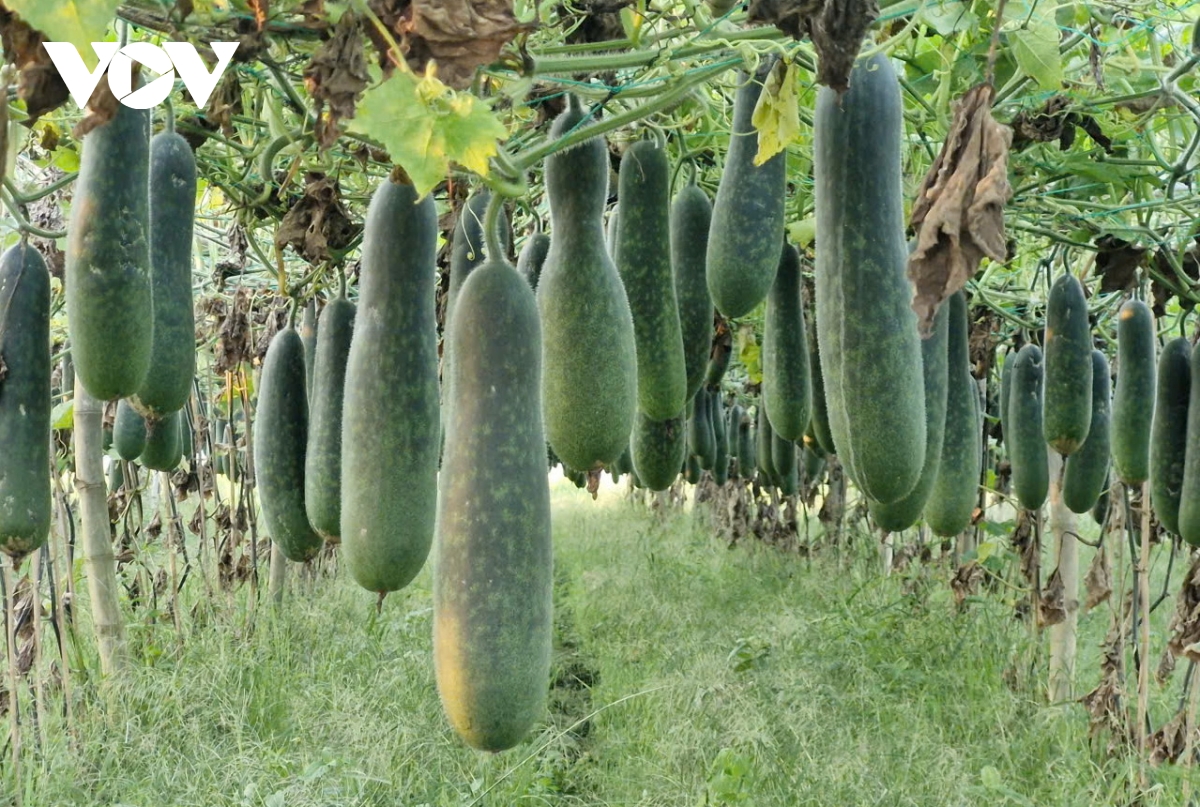 bi dao xanh rot gia, nong dan vung ven Da nang gap kho khan hinh anh 3