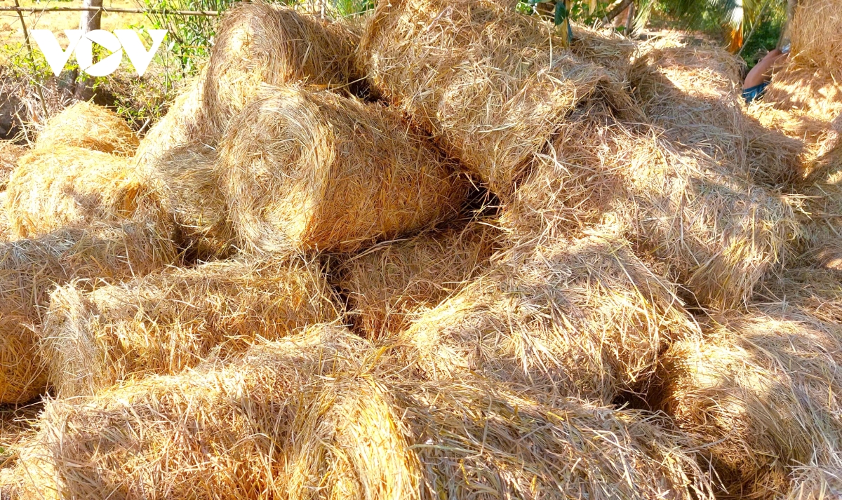 nong dan bo thoi quen dot dong de trong lua chat luong cao hinh anh 3