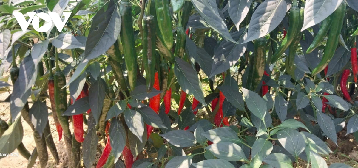 bi dao xanh rot gia, nong dan vung ven Da nang gap kho khan hinh anh 4