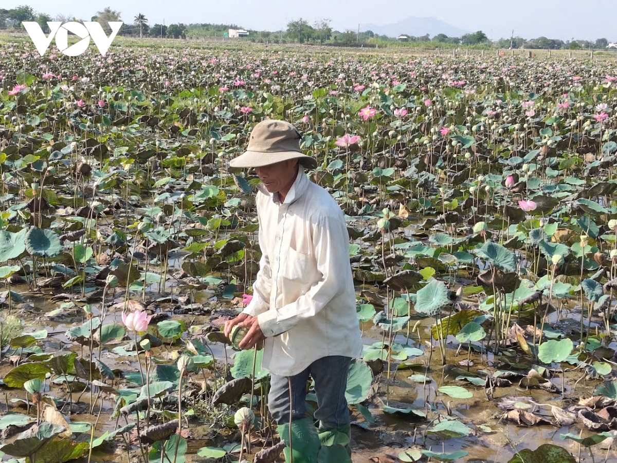 trong sen ket hop lam du lich se tao loi nhuan kep cho nong dan hinh anh 2