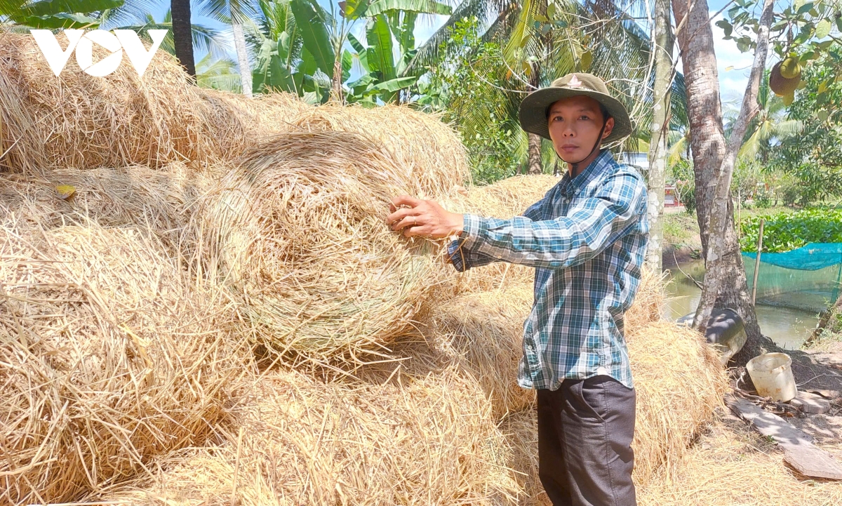 nong dan bo thoi quen dot dong de trong lua chat luong cao hinh anh 4