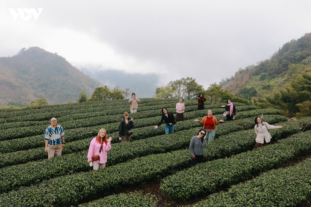 du xuan alishan - lac giua bien may va rung co thu cua Dai loan hinh anh 17