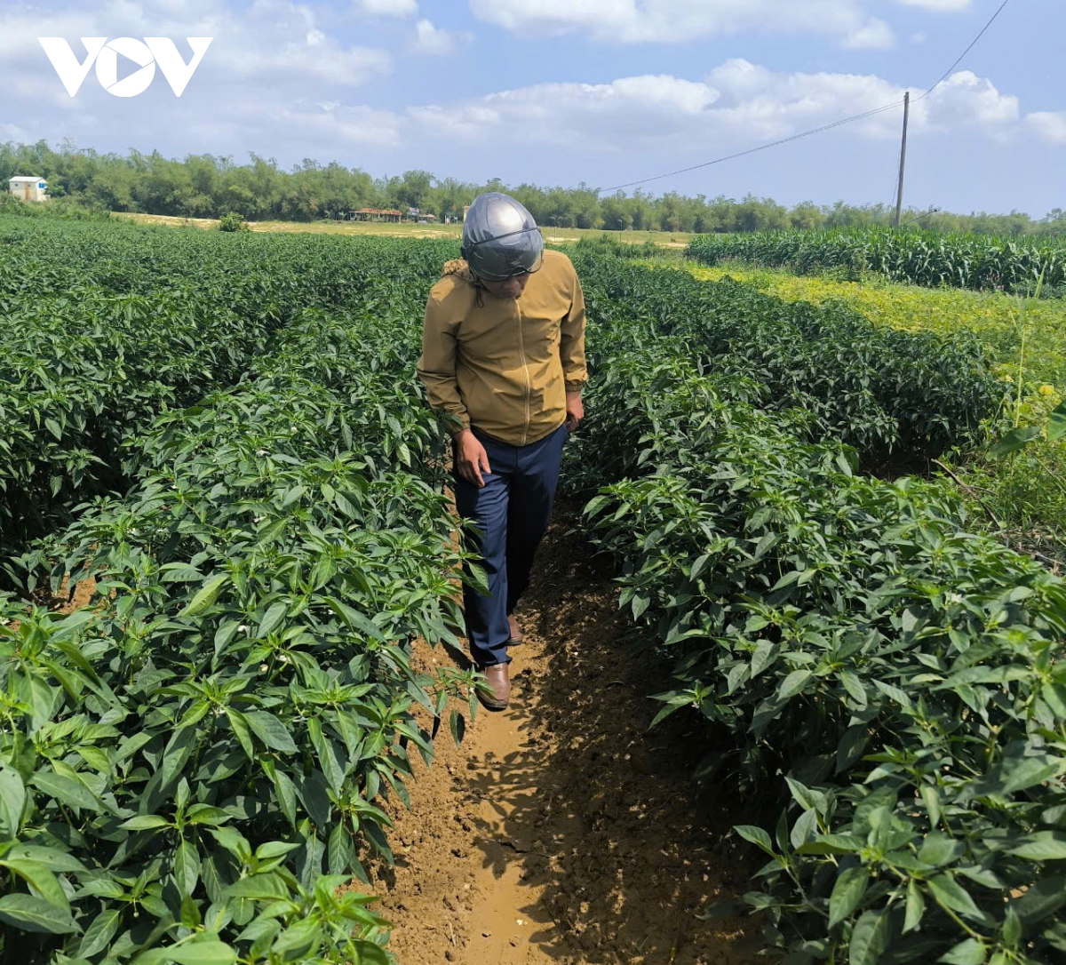 bi dao xanh rot gia, nong dan vung ven Da nang gap kho khan hinh anh 5