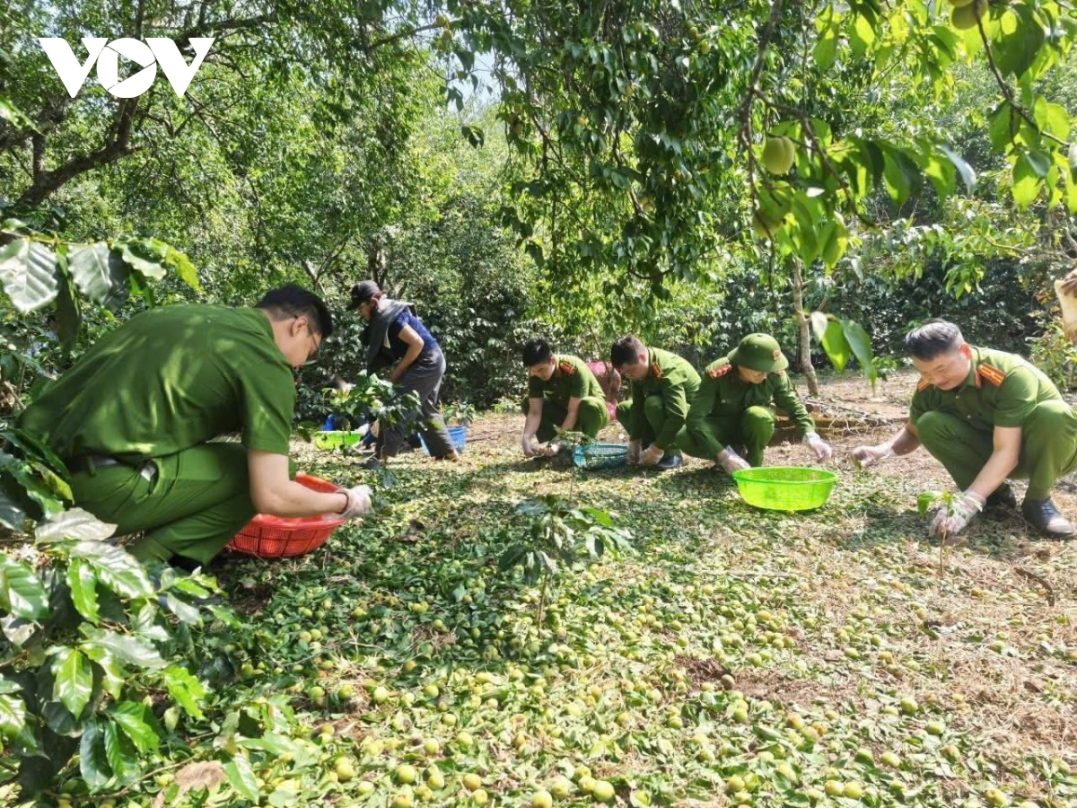 hang tram tan mo rung do mua da, ho tro nguoi dan chieng an gom nhat qua roi hinh anh 7