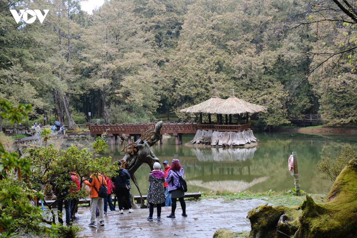 du xuan alishan - lac giua bien may va rung co thu cua Dai loan hinh anh 13