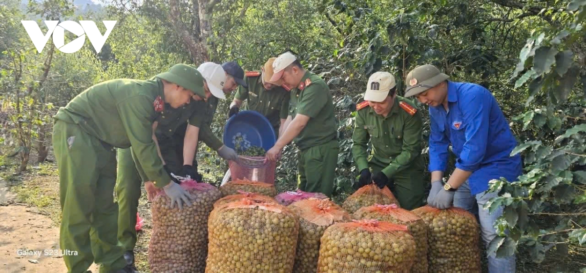 hang tram tan mo rung do mua da, ho tro nguoi dan chieng an gom nhat qua roi hinh anh 1