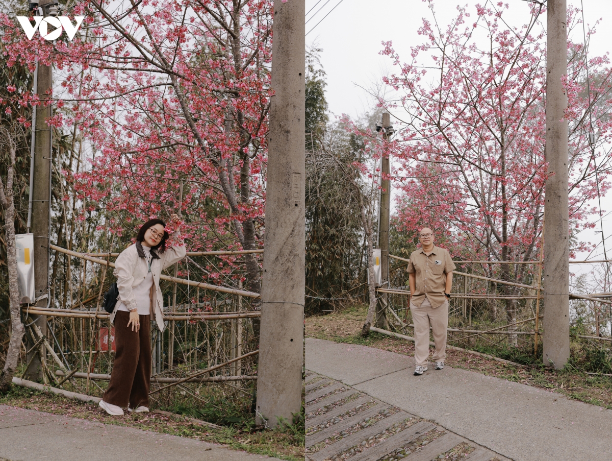 du xuan alishan - lac giua bien may va rung co thu cua Dai loan hinh anh 3