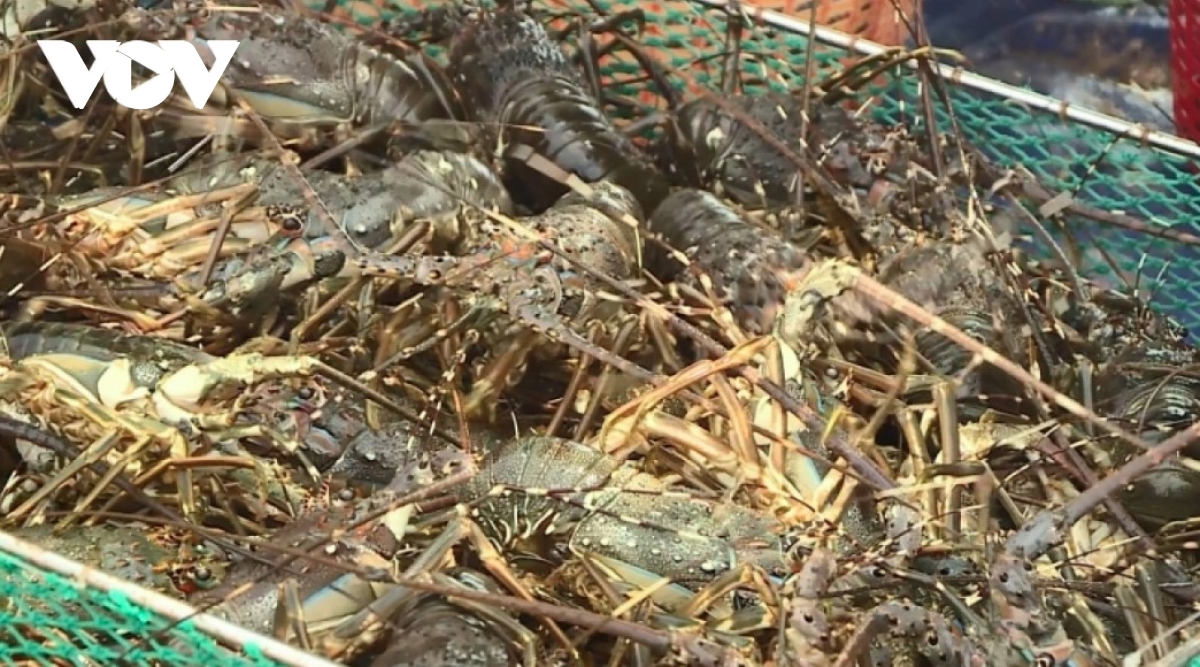 Lobster leads surge in Vietnam’s early-2026 seafood exports
