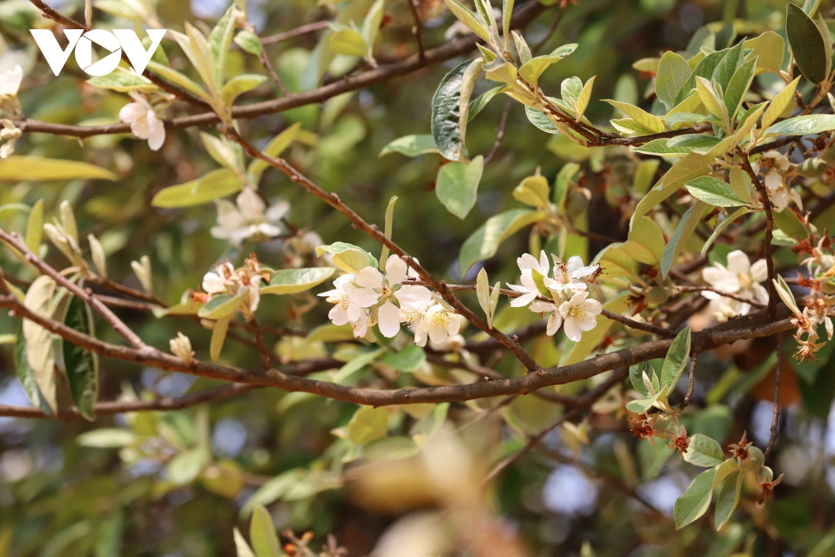 sac hoa son tra thu hut du khach ve nam nghep, son la hinh anh 2