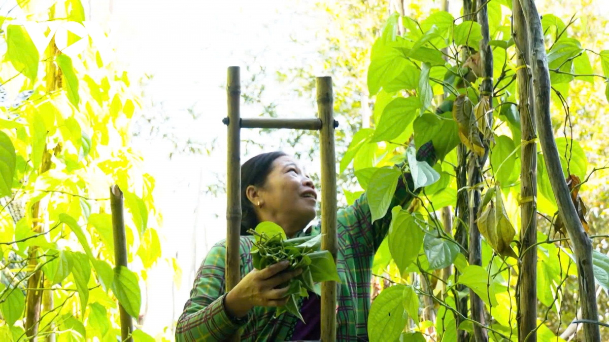 tiem nang du lich cong dong tai lang trau vi thuy can tho hinh anh 3