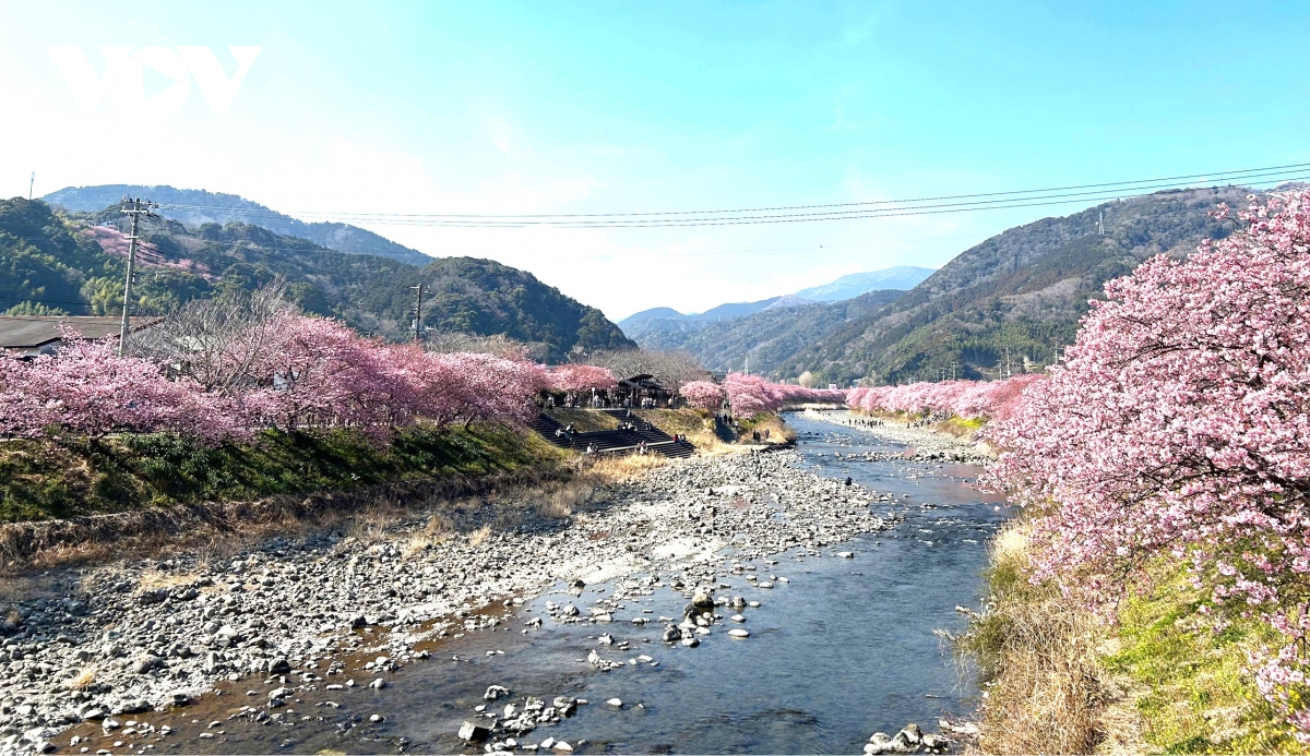 nhat ban don mua hoa anh dao 2026 som hon thuong le hinh anh 2