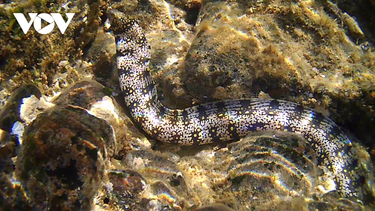 nang tam hon yen Dak lak thanh san pham du lich doc dao hinh anh 3