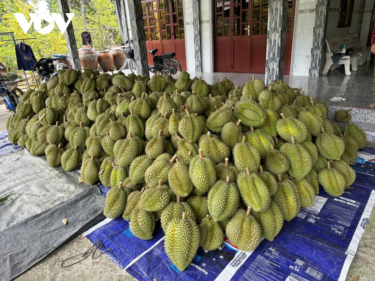 Trái sầu riêng lập đỉnh giá mới, nhà vườn lãi lớn