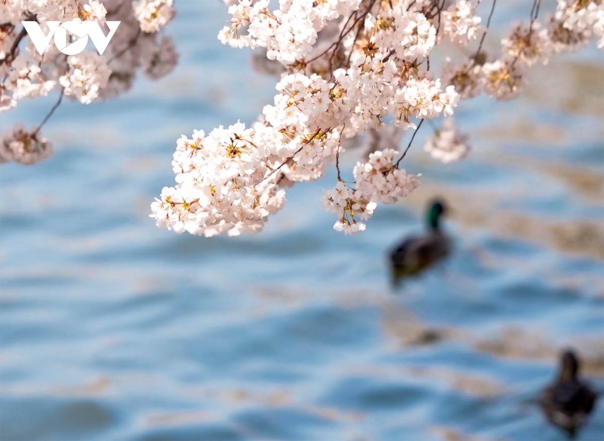 du khach do ve thu do washington ngam hoa anh dao no ro hinh anh 1