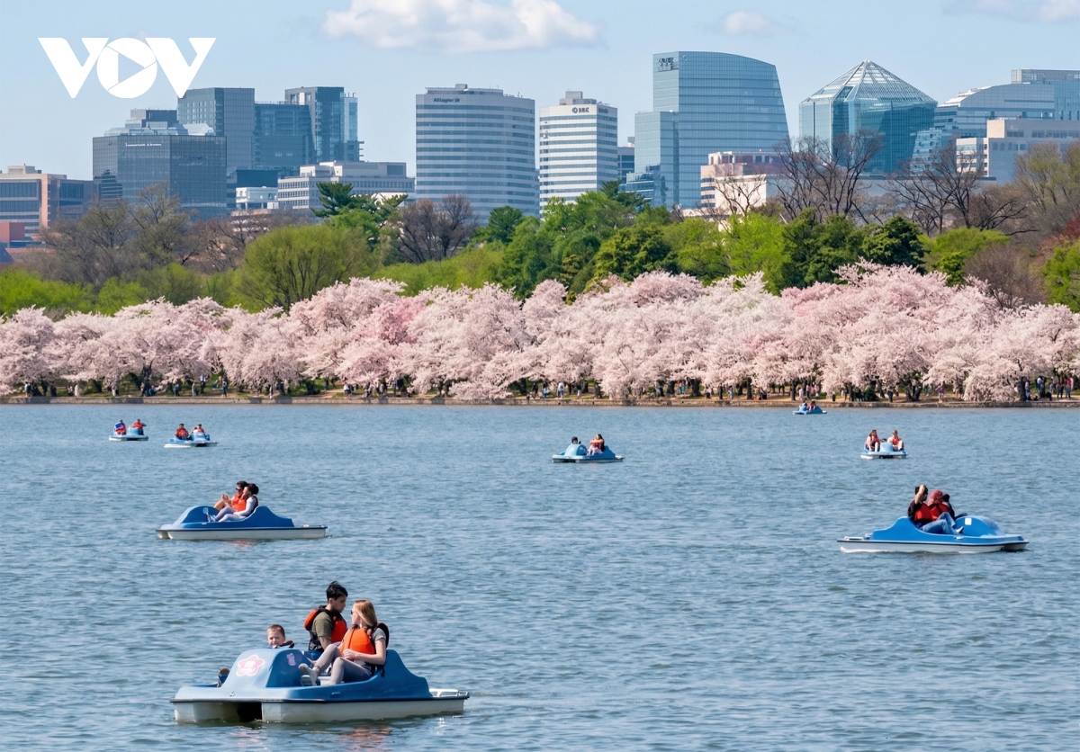 du khach do ve thu do washington ngam hoa anh dao no ro hinh anh 2