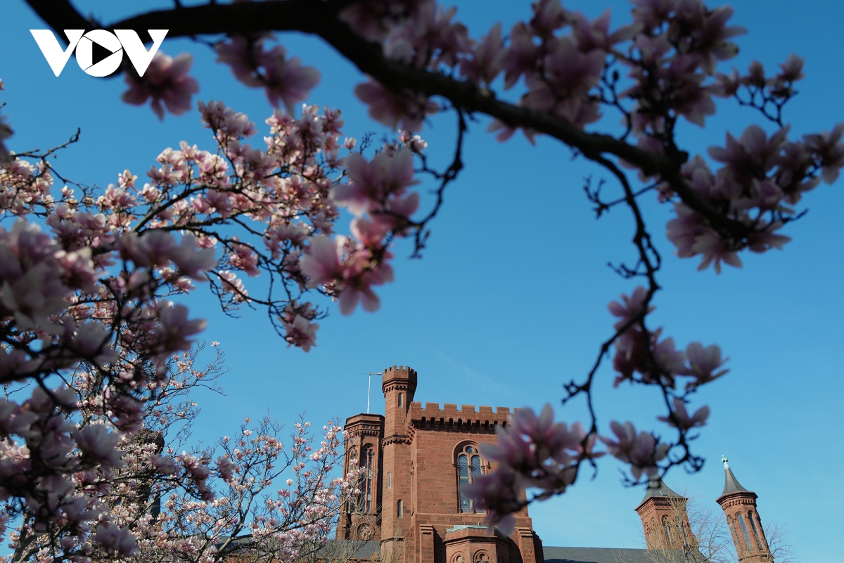 du khach do ve thu do washington ngam hoa anh dao no ro hinh anh 11