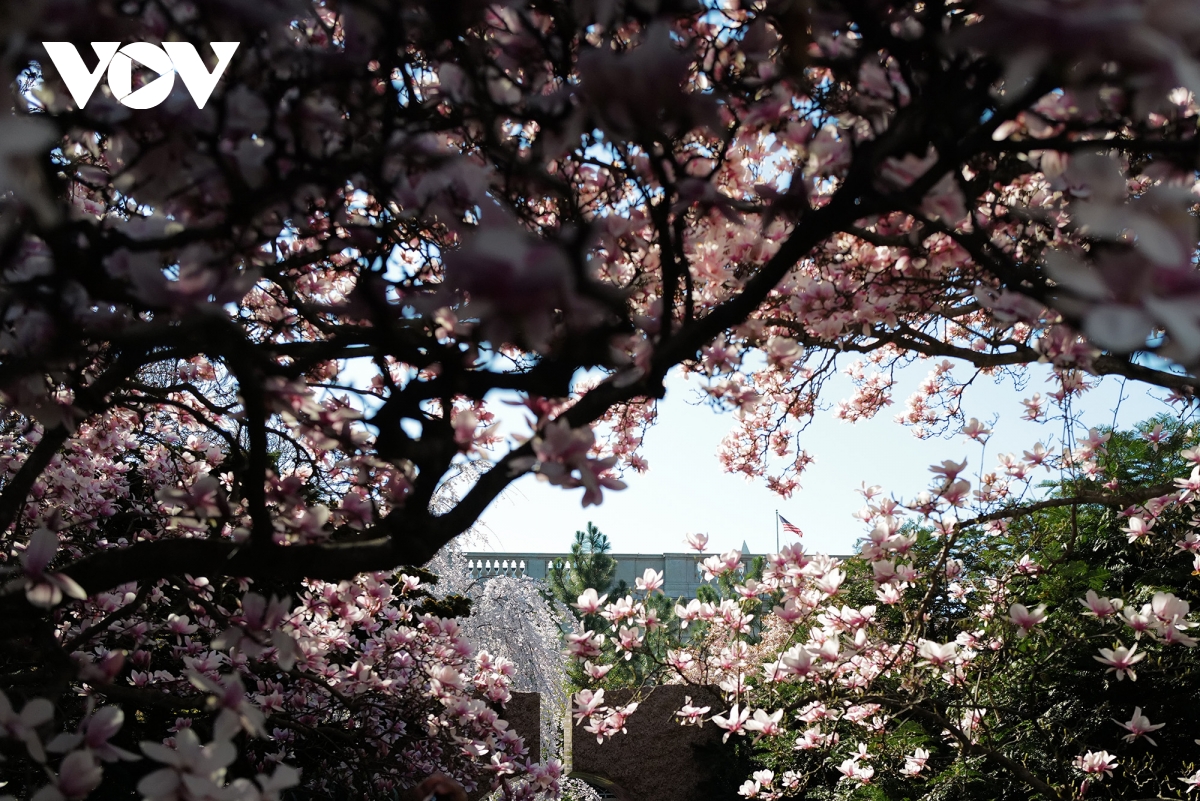 du khach do ve thu do washington ngam hoa anh dao no ro hinh anh 12