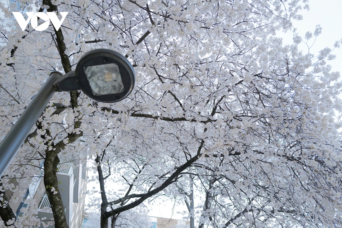 du khach do ve thu do washington ngam hoa anh dao no ro hinh anh 13