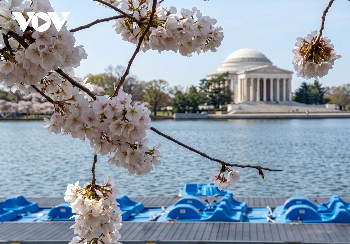 du khach do ve thu do washington ngam hoa anh dao no ro hinh anh 3