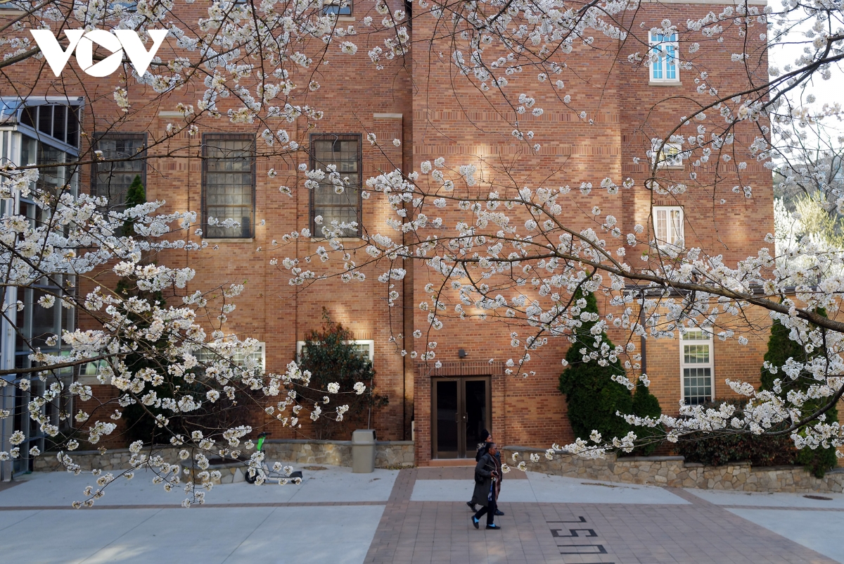 du khach do ve thu do washington ngam hoa anh dao no ro hinh anh 4