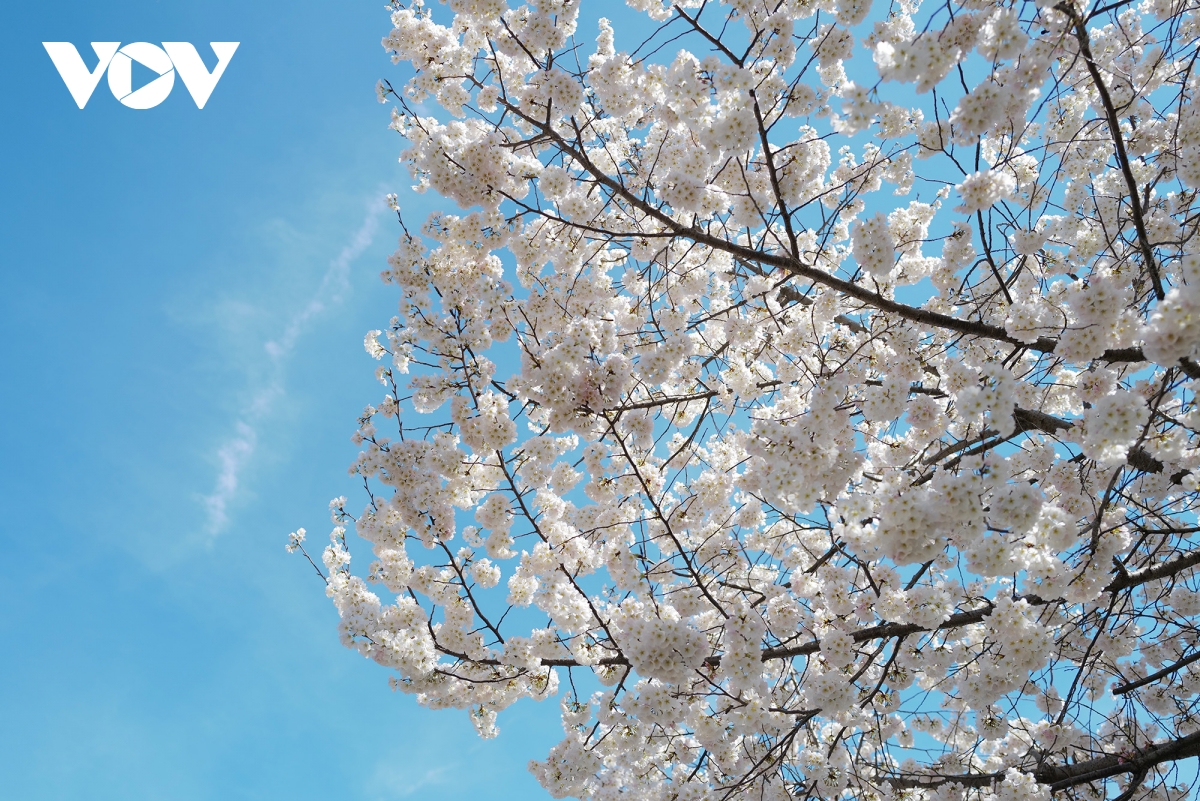 du khach do ve thu do washington ngam hoa anh dao no ro hinh anh 5