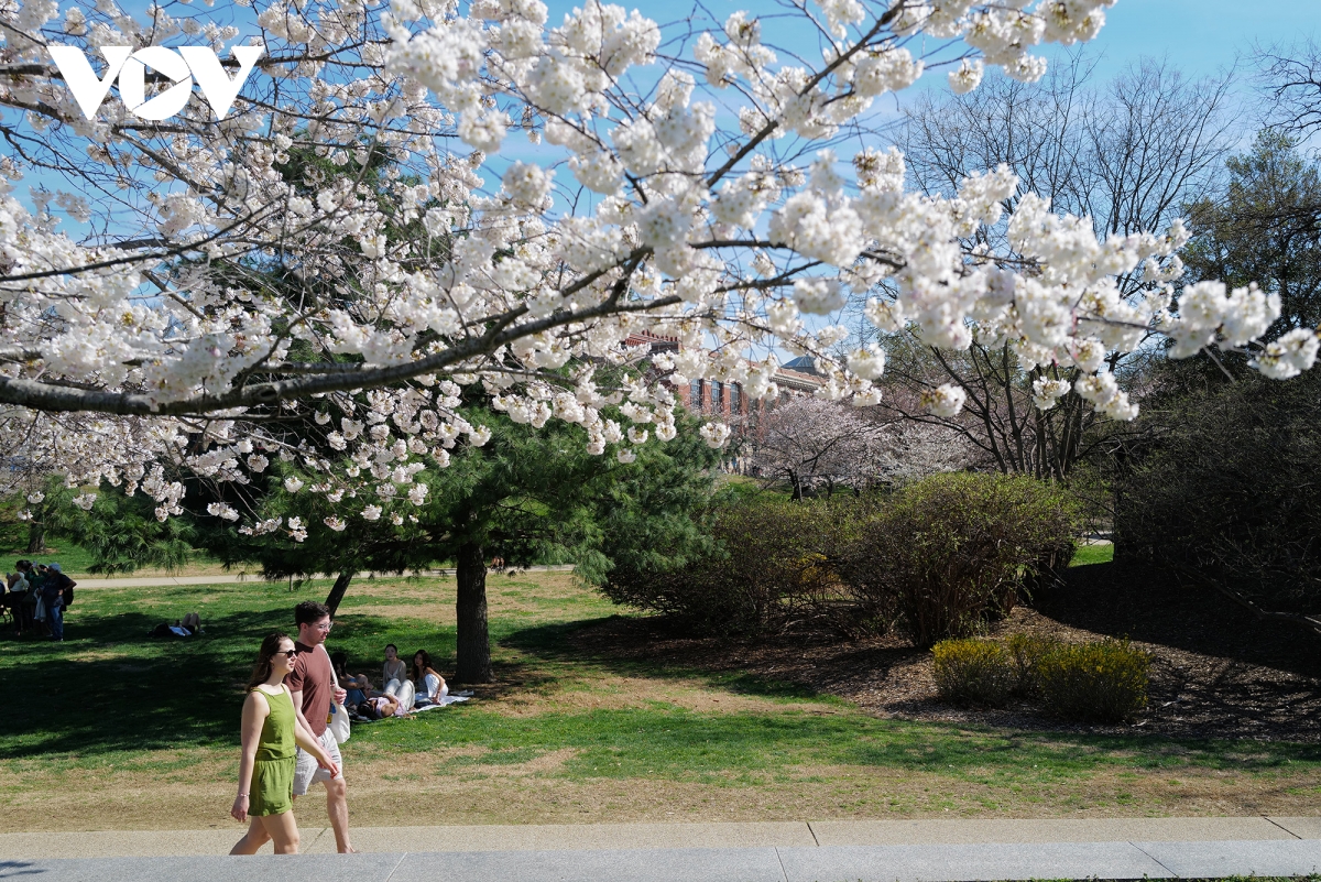 du khach do ve thu do washington ngam hoa anh dao no ro hinh anh 6