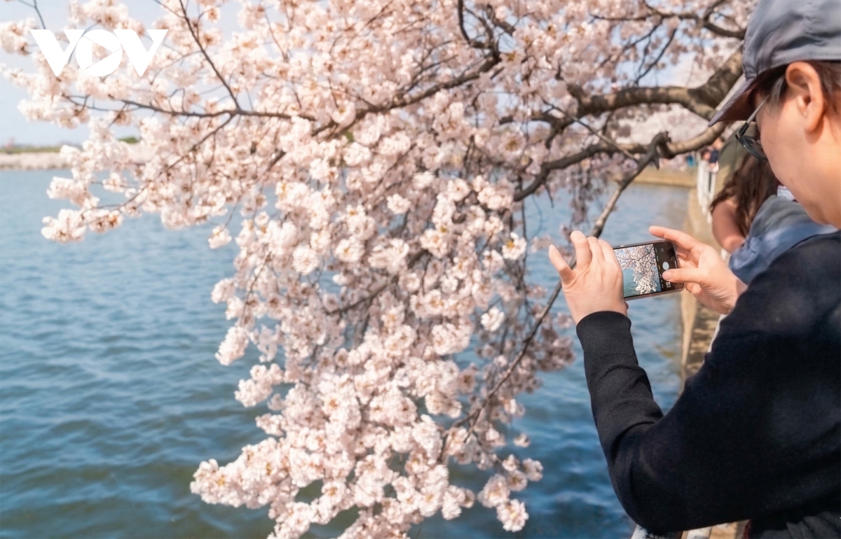 du khach do ve thu do washington ngam hoa anh dao no ro hinh anh 7