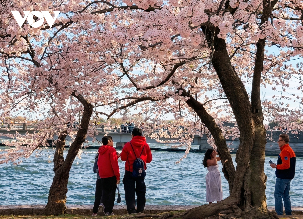 du khach do ve thu do washington ngam hoa anh dao no ro hinh anh 8