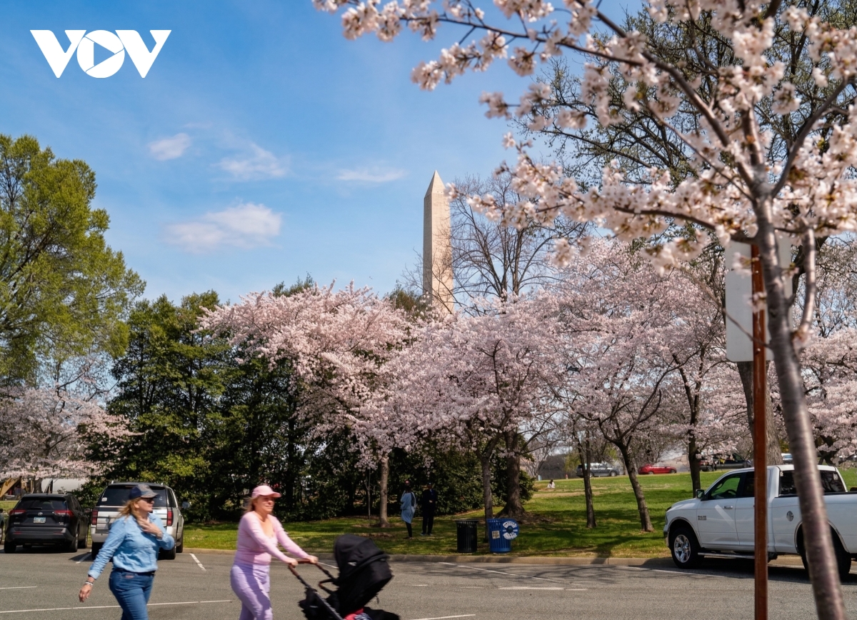 du khach do ve thu do washington ngam hoa anh dao no ro hinh anh 9