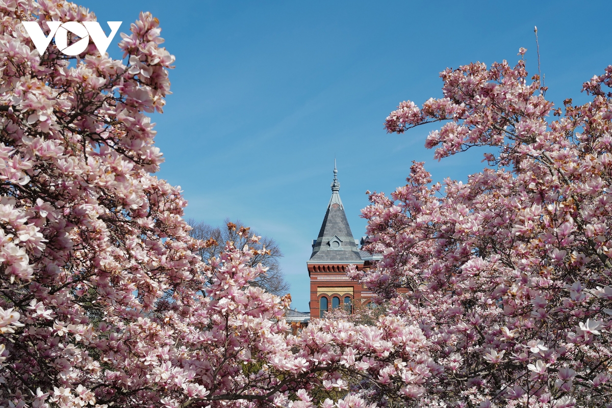 du khach do ve thu do washington ngam hoa anh dao no ro hinh anh 10