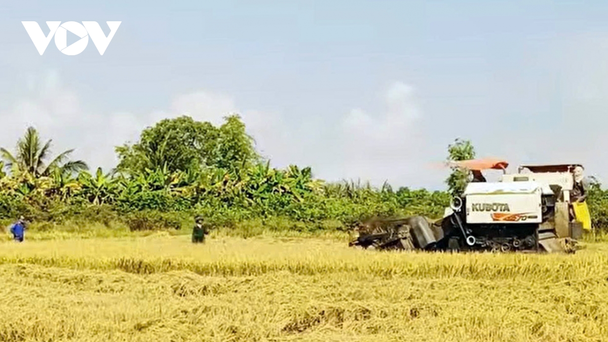 nong dan vinh long boi thu mua lua Dong xuan hinh anh 1
