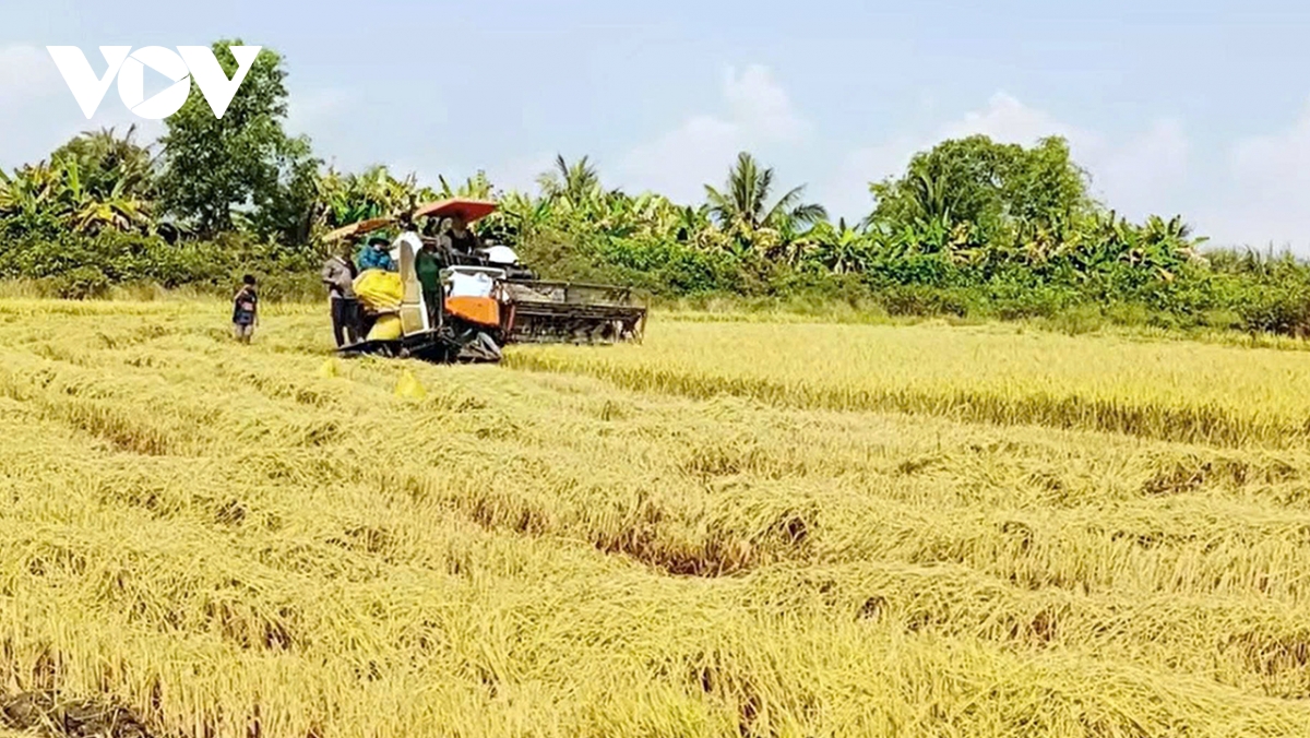 Nông dân Vĩnh Long bội thu mùa lúa Đông Xuân