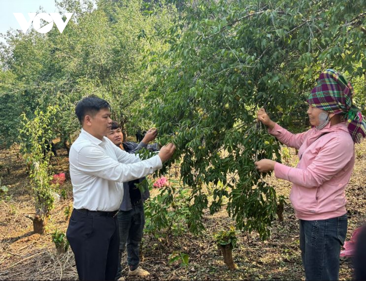 hang tram tan mo rung do mua da, ho tro nguoi dan chieng an gom nhat qua roi hinh anh 4