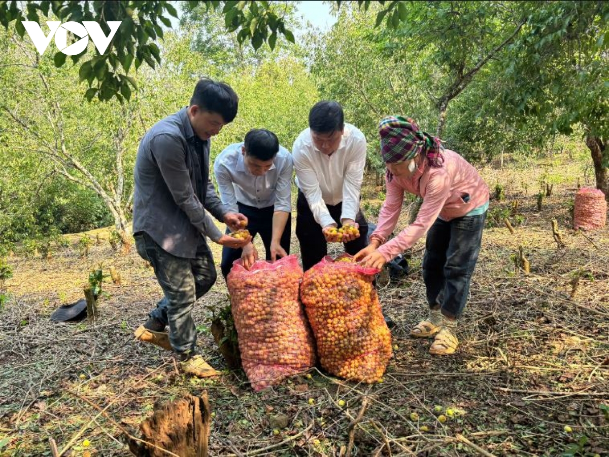 hang tram tan mo rung do mua da, ho tro nguoi dan chieng an gom nhat qua roi hinh anh 6