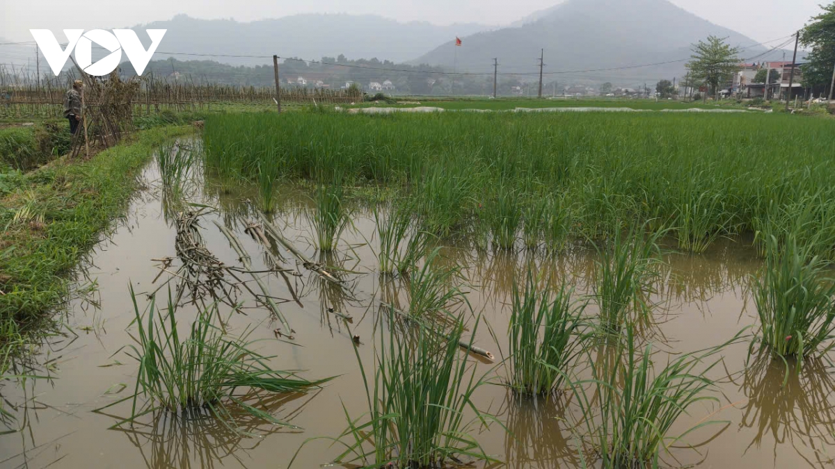  lua thuc dem duoi anh den cao ap o thai nguyen lieu co gay that thu hinh anh 2