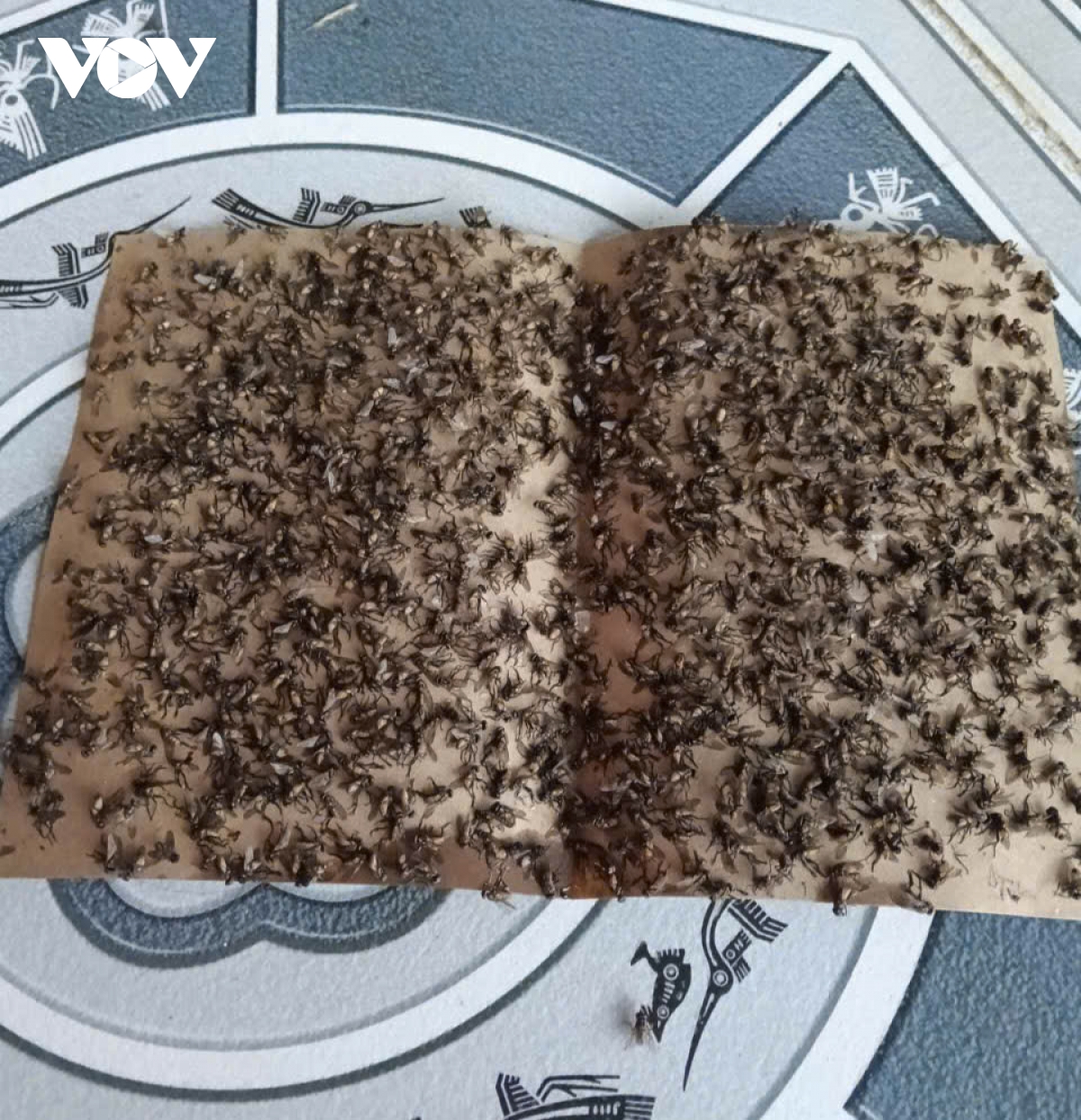 vi sao nhieu nguoi dan o Dong thap phai dong kin cua nha khi an com hinh anh 4