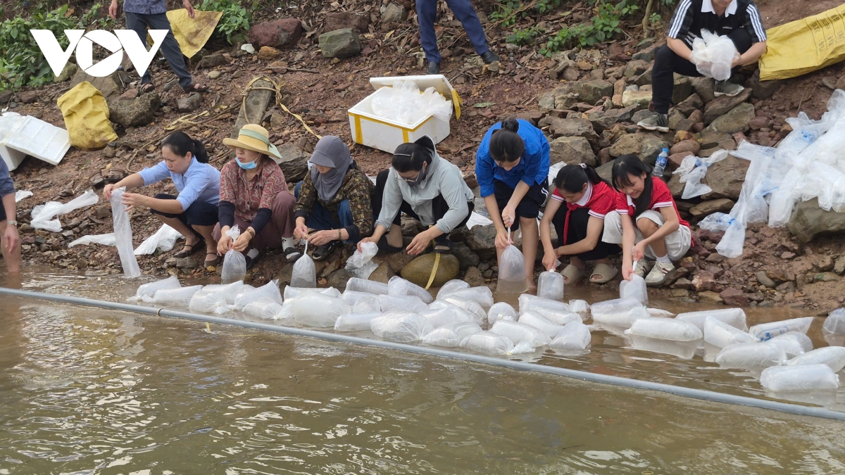 quang ninh tha 5,4 trieu con giong tai tao nguon loi thuy san hinh anh 2