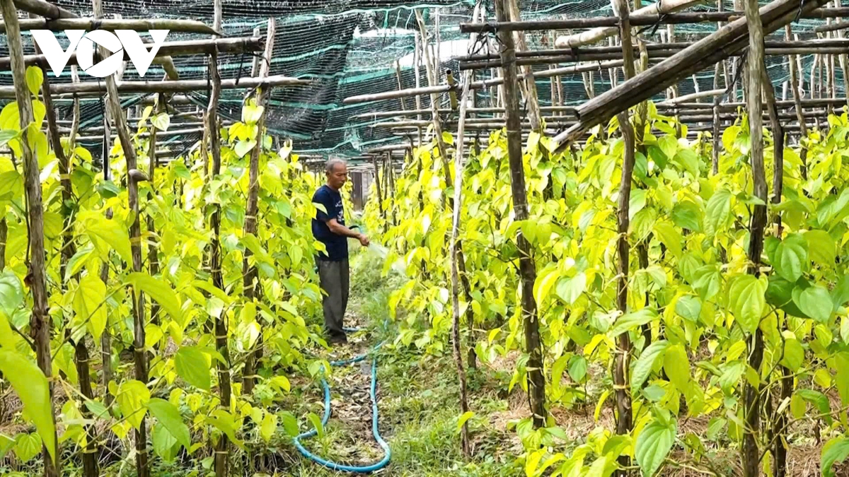 tiem nang du lich cong dong tai lang trau vi thuy can tho hinh anh 2