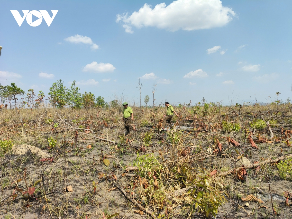 khoi to vu huy hoai hon 9 ha rung o gia lai hinh anh 1