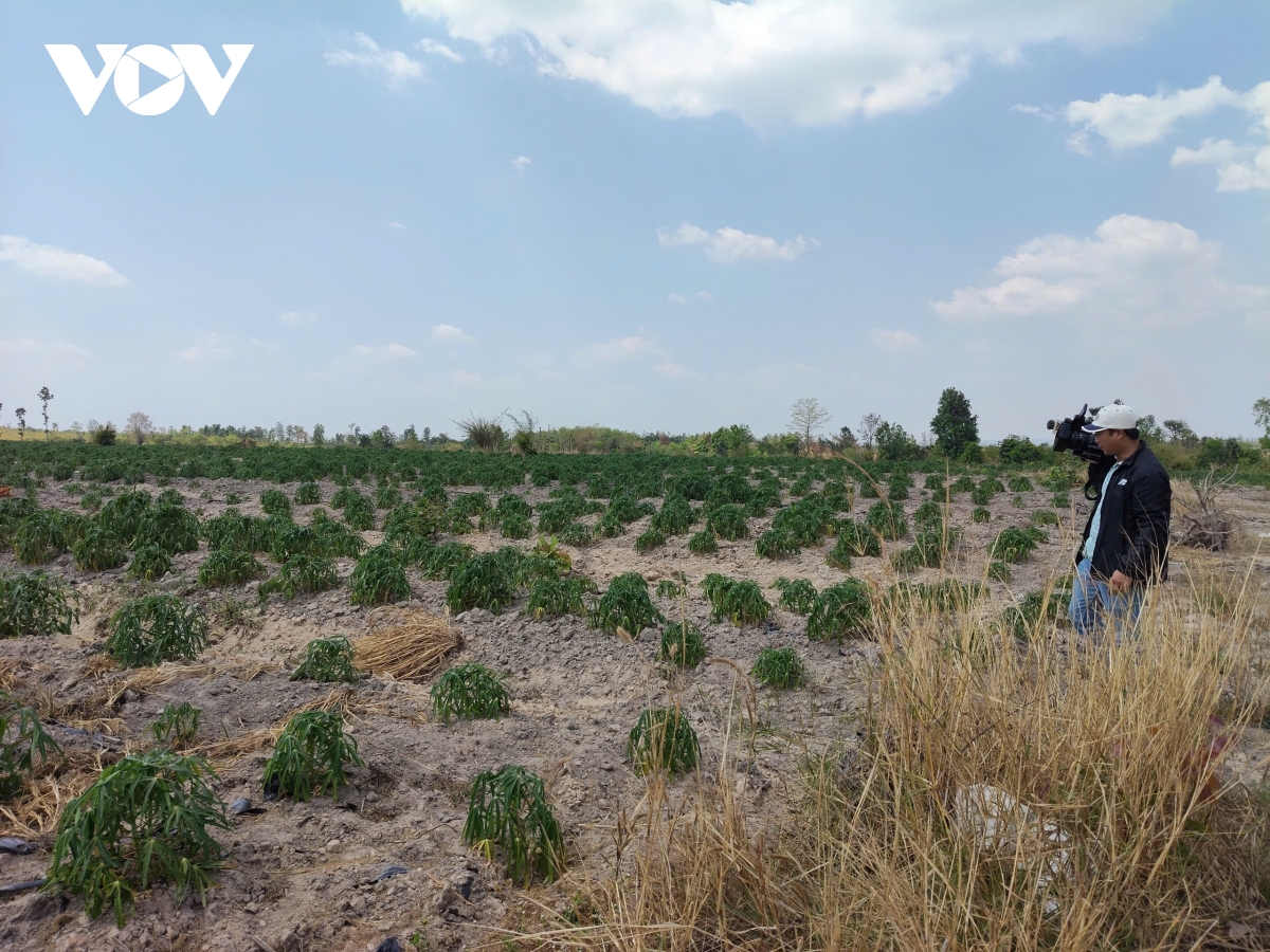 khoi to vu huy hoai hon 9 ha rung o gia lai hinh anh 2