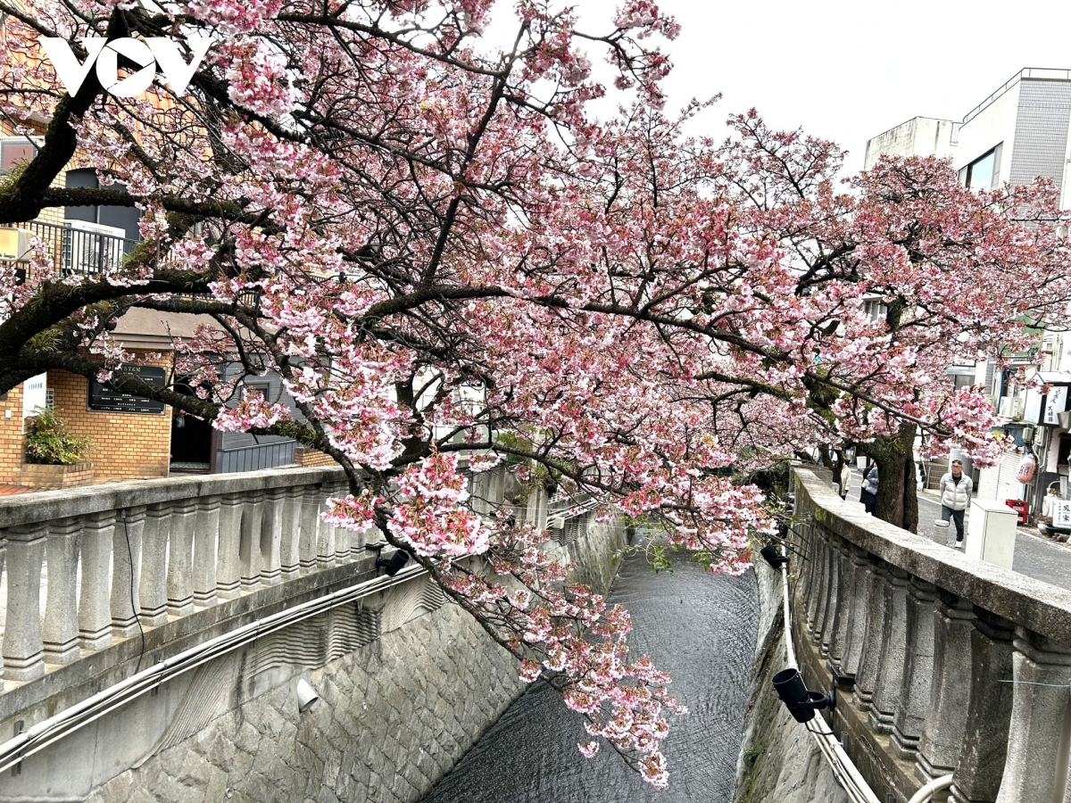 nhat ban don mua hoa anh dao 2026 som hon thuong le hinh anh 1