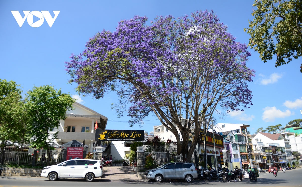 lam Dong xay dung dong bo ha tang cong nghe va du lieu so linh vuc du lich hinh anh 1